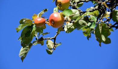Äpfel - Copyright: Unsplash